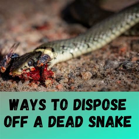 dead snakes repo.